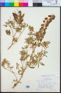 Lupinus formosus image