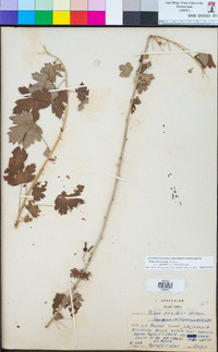 Ribes divaricatum image