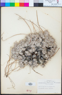 Eriogonum wrightii image