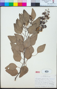 Eucalyptus polyanthemos image