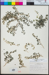 Parietaria hespera var. californica image