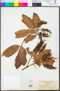 Image of Vochysia ferruginea
