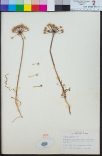 Allium praecox image
