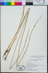 Schoenoplectus pungens var. longispicatus image