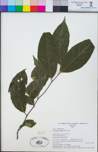 Image of Dichapetalum vitiense