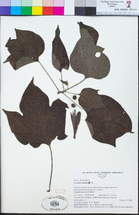 Image of Gyrocarpus americanus