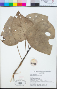 Image of Hernandia nymphaeifolia