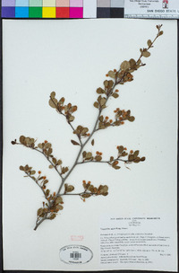 Cercocarpus minutiflorus image