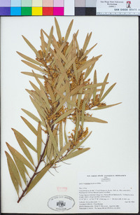 Acacia longifolia image