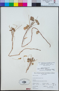 Oxalis californica image