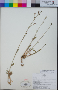 Silene verecunda image