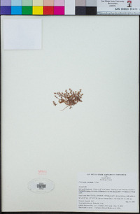 Chorizanthe orcuttiana image