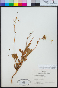 Image of Calceolaria integrifolia