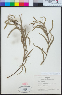 Salix chilensis image