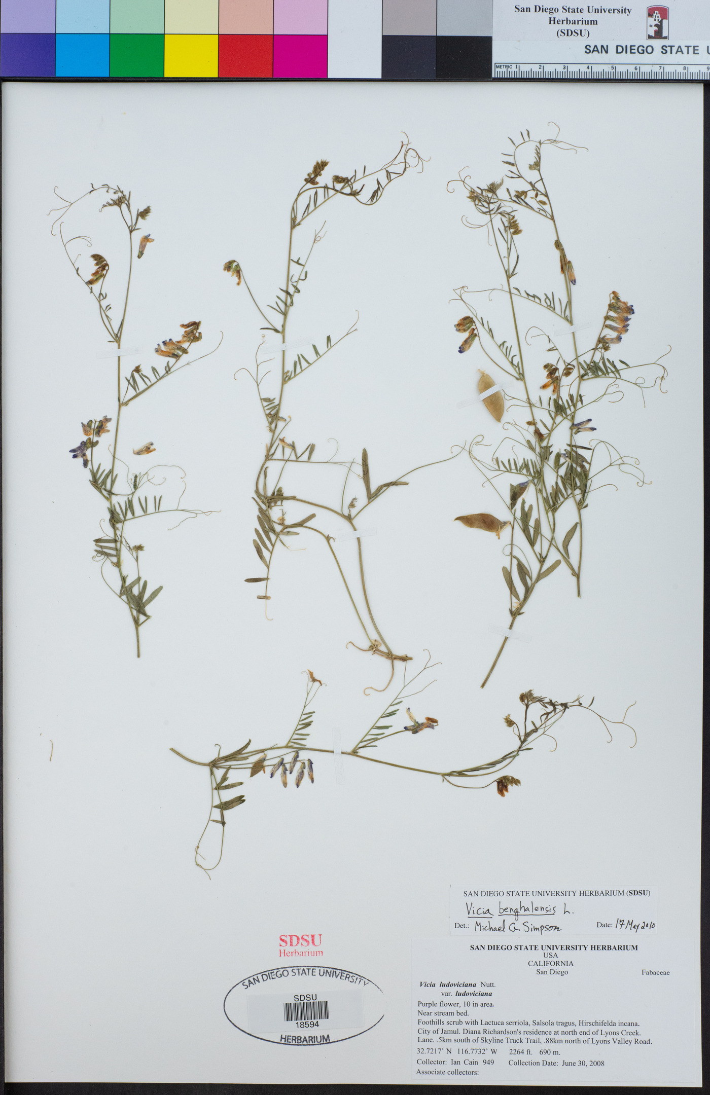 Vicia benghalensis image