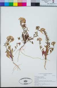 Eremothera boothii subsp. desertorum image