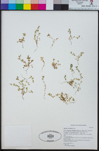 Aphanes occidentalis image