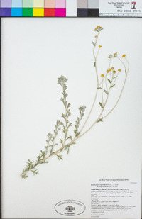 Eriophyllum confertiflorum image