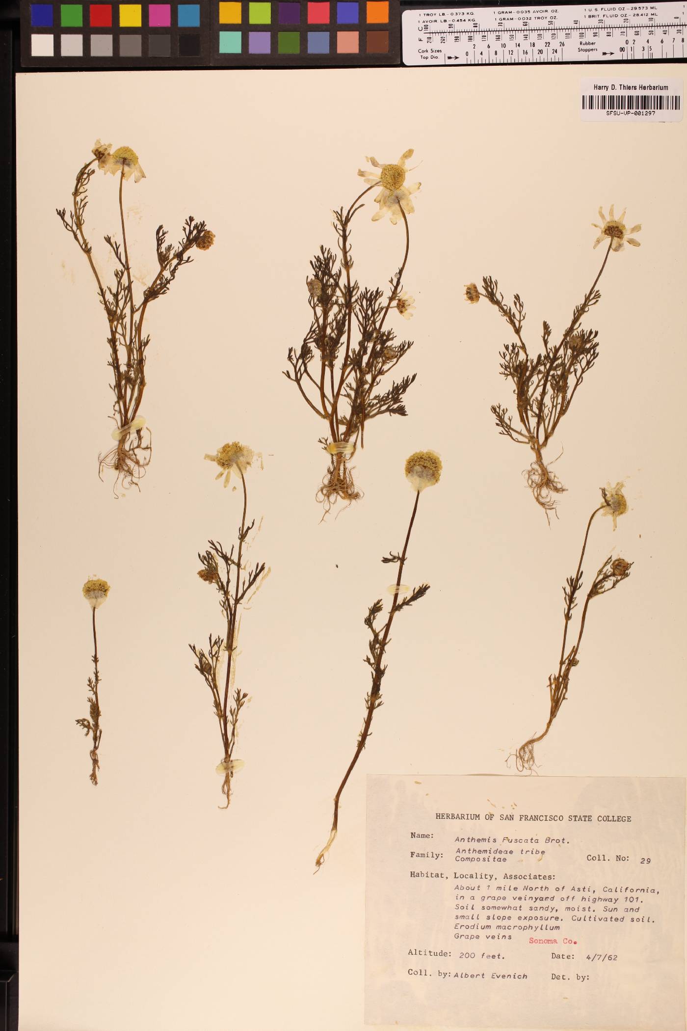 Chamaemelum fuscatum image