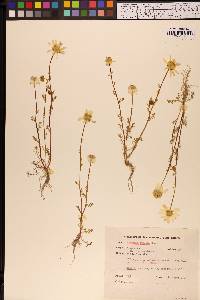 Chamaemelum fuscatum image