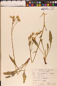 Senecio integerrimus var. exaltatus image