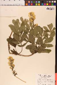Thermopsis macrophylla image