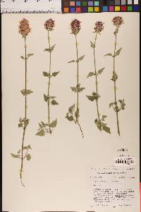 Agastache parvifolia image