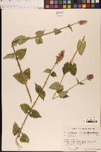 Agastache urticifolia image