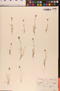 Plantago erecta image