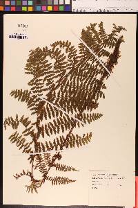 Athyrium filix-femina var. cyclosorum image