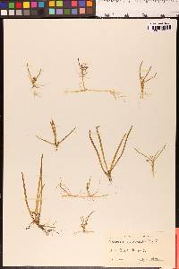 Lilaeopsis occidentalis image