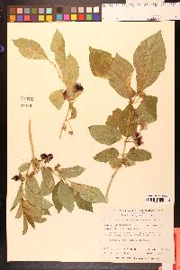 Lonicera involucrata image