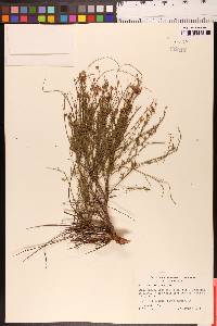 Crocanthemum scoparium image