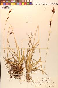 Carex fissuricola image