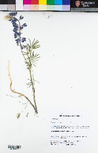 Lupinus benthamii image