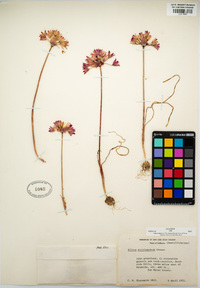 Allium dichlamydeum image