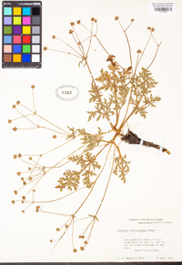 Sanicula bipinnatifida image