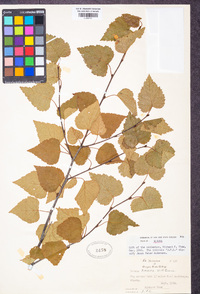 Image of Betula kenaica