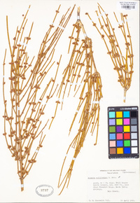 Ephedra californica image