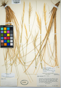 Stipa speciosa image