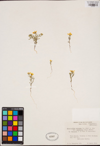 Eriophyllum ambiguum image