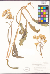 Senecio integerrimus var. major image