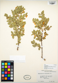 Symphoricarpos rotundifolius image