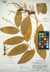 Maianthemum racemosum image