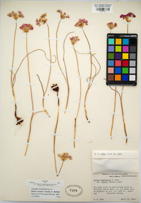 Allium munzii image