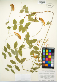 Lathyrus sulphureus image