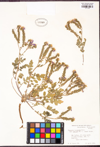 Phacelia crenulata var. ambigua image