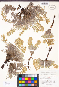 Oreocarya humilis subsp. nana image