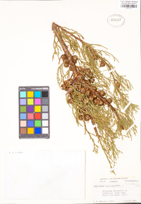 Image of Athrotaxis laxifolia
