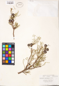 Image of Athrotaxis cupressoides